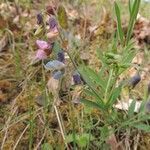 Lathyrus filiformis flower picture by Jean Luc (cc-by-sa)