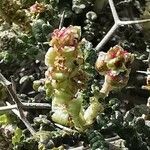 Sarcopoterium spinosum flower picture by Angelos (cc-by-sa)