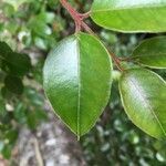 Luma apiculata leaf picture by Daniel Barthelemy (cc-by-nc)