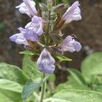 Salvia fruticosa flower picture by pasquale pianese (cc-by-sa)