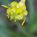 Ranunculus sardous fruit picture by Sergio costantini (cc-by-sa)