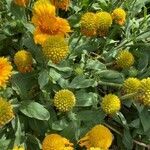 Gaillardia aristata habit picture by Anne Pieussergues (cc-by-sa)