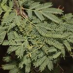 Vachellia farnesiana habit picture by Nelson Zamora Villalobos (cc-by-nc)