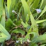 Myosotis arvensis habit picture by Gilles Istin (cc-by-sa)