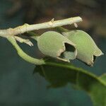 Quararibea funebris fruit picture by Nelson Zamora Villalobos (cc-by-nc)