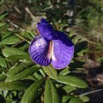 Periandra mediterranea flower picture by Renato Lima (cc-by-nc-sa)