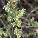 Artemisia campestris flower picture by Alain Lagrave (cc-by-sa)