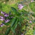 Prostanthera ovalifolia leaf picture by Christine Delaborde (cc-by-sa)