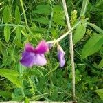 Lathyrus clymenum flower picture by Roberto Righini (cc-by-sa)