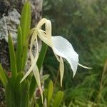 Brassavola nodosa flower picture by Gabriel Ollivier (cc-by-sa)