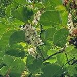 Actinidia arguta leaf picture by 志埜杜 (cc-by-sa)