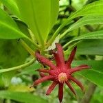 Illicium floridanum flower picture by Kym Nguyen (cc-by-sa)