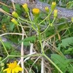 Senecio deltoideus habit picture by susan brown (cc-by-sa)