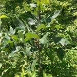 Carya glabra habit picture by Matt Cortese (cc-by-sa)