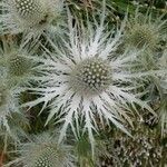 Eryngium alpinum flower picture by Irène MARIETTE (cc-by-sa)