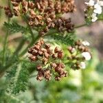 Achillea nobilis fruit picture by cscoq (cc-by-sa)