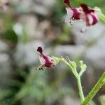 Scrophularia canina flower picture by Antoine 🌱 AFFOUARD (cc-by-sa)