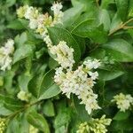 Ligustrum vulgare flower picture by Meysman Arno (cc-by-sa)