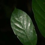 Licania membranacea leaf picture by Jean-François Molino (cc-by-sa)