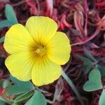 Oxalis valdiviensis flower picture by Daniel Barthelemy (cc-by-nc)