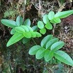 Campsidium valdivianum habit picture by Daniel Barthelemy (cc-by-nc)