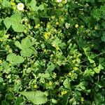 Trifolium dubium habit picture by Judicaël CASTAGNET (cc-by-sa)