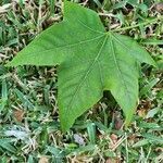 Brachychiton discolor leaf picture by Danielle Stig (cc-by-sa)