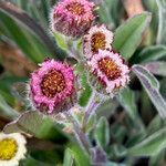 Erigeron ecuadoriensis flower picture by Fabien Anthelme (cc-by-sa)