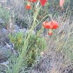 Lilium pomponium habit picture by russancastellas (cc-by-sa)