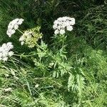 Anthriscus sylvestris habit picture by Chris Georges (cc-by-sa)