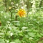 Crepis paludosa flower picture by Tatiana Khudiakova (cc-by-sa)