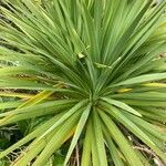 Cordyline australis leaf picture by s weaver (cc-by-sa)