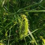 Carex vesicaria fruit picture by Дмитрий Дегтярев (cc-by-sa)