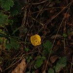 Ranunculus monspeliacus flower picture by Paul FRANCK (cc-by-sa)