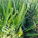 Blechnum spicant habit picture by kafaktor (cc-by-sa)