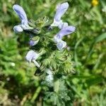 Salvia verbenaca flower picture by Bernard Sudan (cc-by-sa)