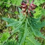 Pedicularis recutita flower picture by Wolfgang Fehse (cc-by-sa)