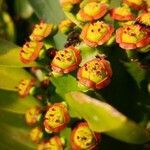 Euphorbia neriifolia flower picture by Dieter Albrecht (cc-by-sa)