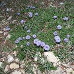 Globularia meridionalis habit picture by Emanuele Santarelli (cc-by-sa)