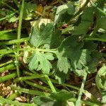 Ranunculus sardous leaf picture by Emanuele Santarelli (cc-by-sa)