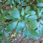 Castanea pumila leaf picture by Jesse Corriveau (cc-by-sa)