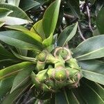 Foetidia mauritiana fruit picture by Hugo SANTACREU (cc-by-sa)