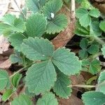 Potentilla pedata leaf picture by Nicolas Legay (cc-by-sa)