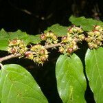 Casearia arborea fruit picture by Nelson Zamora Villalobos (cc-by-nc)