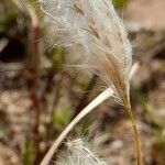 Bothriochloa barbinodis fruit picture by Trap Hers (cc-by-sa)