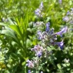 Nepeta grandiflora flower picture by Künz Kuno (cc-by-sa)