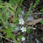 Cerastium alpinum flower picture by roberto (cc-by-sa)