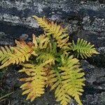 Polypodium vulgare habit picture by Dimas Fernández Otero (cc-by-sa)