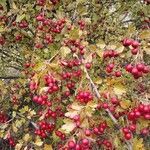 Crataegus monogyna fruit picture by arribas pedro (cc-by-sa)