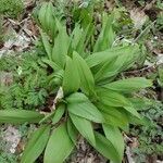 Allium tricoccum habit picture by Bryce Avot (cc-by-sa)